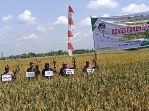 Panen Padi di Labuan Amas Selatan, HST Wujudkan Swasembada Pangan