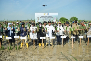 Bupati HSS Tanam Padi Bersama Kepala BPPSDMP di Lokasi Oplah Amparaya