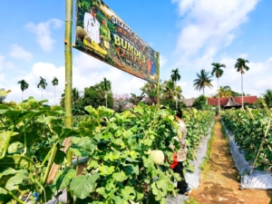 Agrowisata Petik Melon Bumdes Partala Resmi Dibuka, Harga Rp12 Ribu per Kilogram